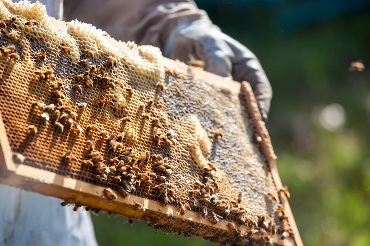 Honey in the Garden Apiary Photos 110922_No (104 of 155)