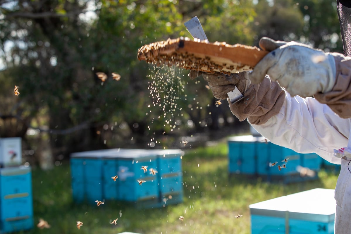 Honey in the Garden Apiary Photos 110922_No (110 of 155)