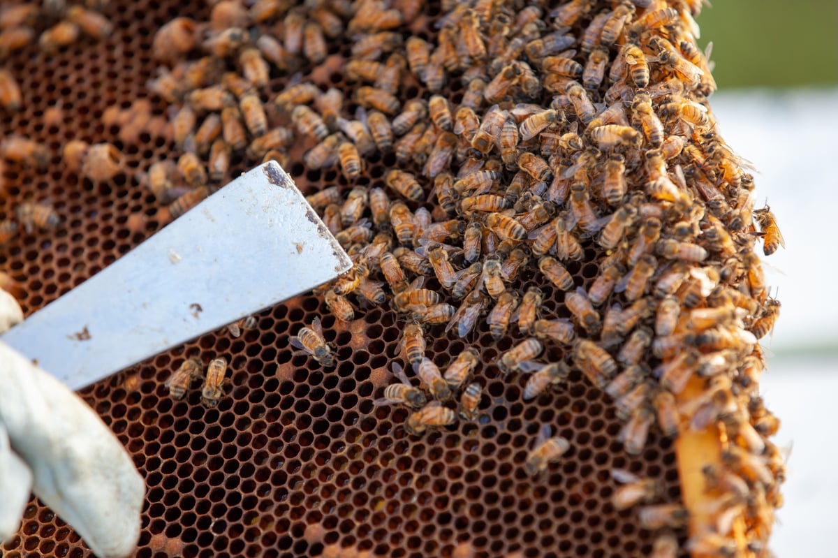 Honey in the Garden Apiary Photos 110922_No (128 of 155)